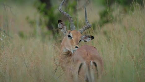 impala in the african savanna