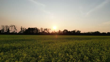 Ein-Wunderschöner-Orangefarbener-Sonnenuntergang-über-Leuchtend-Gelben-Rapsfeldern-Im-Norden-Von-Alberta