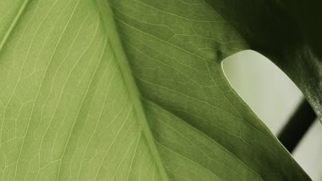 micro vídeo de primer plano de la hoja verde con espacio de copia