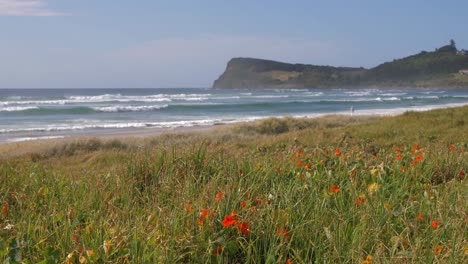 hermosas amapolas rojas junto al mar -lennox head nsw australia -wide