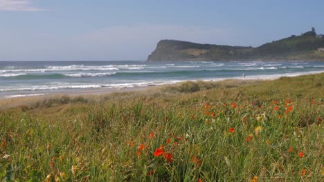 beautiful red poppies by the sea -lennox head nsw australia -wide