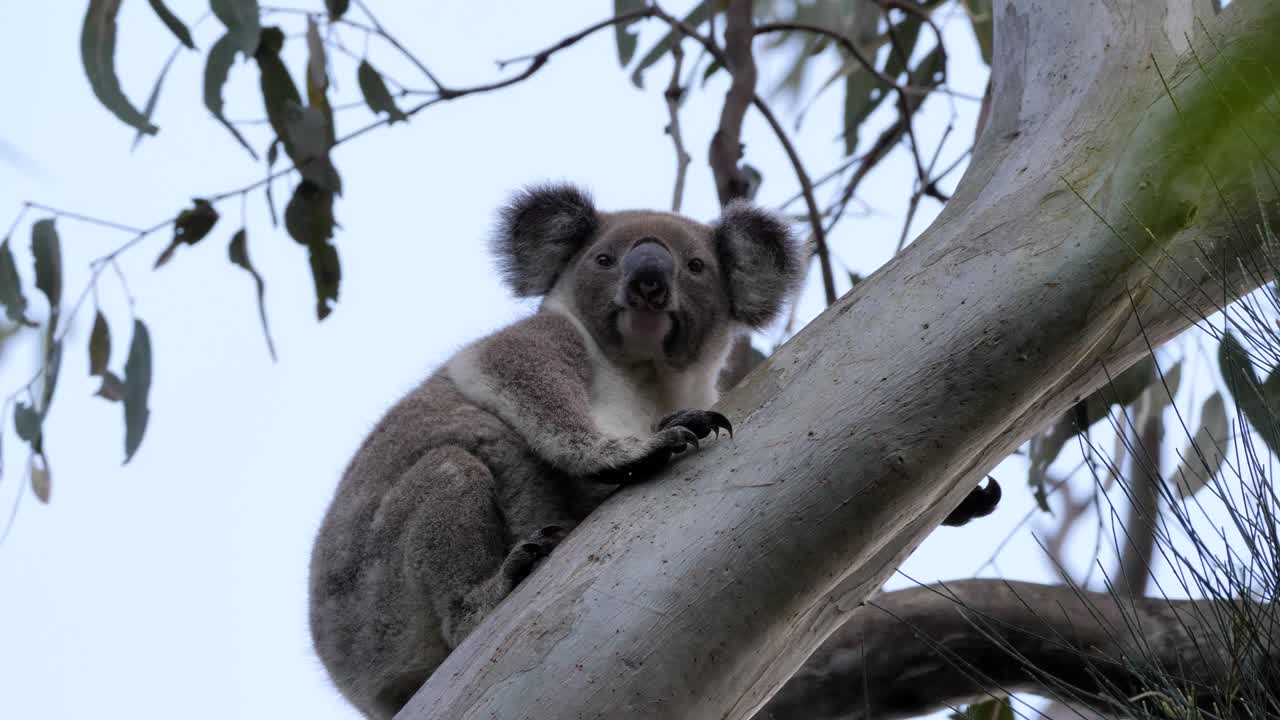 Koala Bear clings tightly to a branch of an Australian Eucalyptus tree before climbing higher. Wildlife behaviour