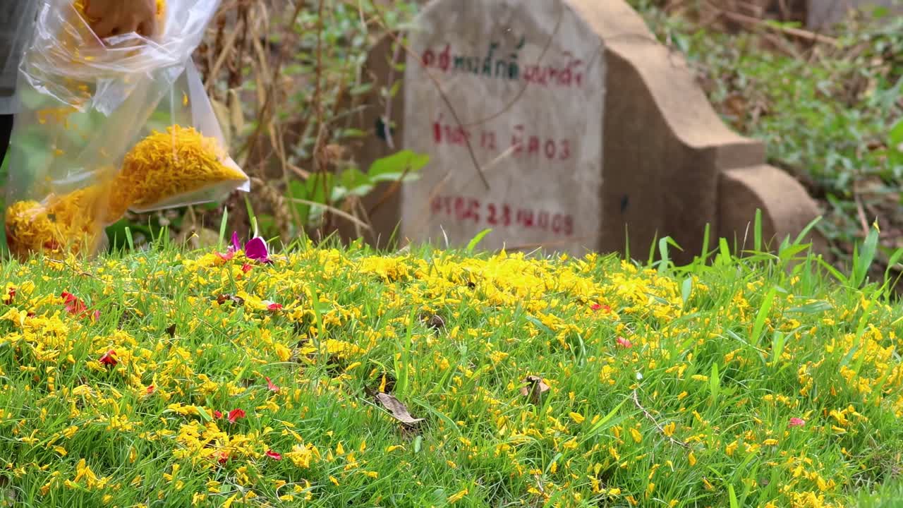 A person gently scatters vibrant yellow flowers over a grave surrounded by lush greenery.