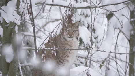 opulent bold eurasian lynx in slumber state amidst snow-capped forest - long medium shot