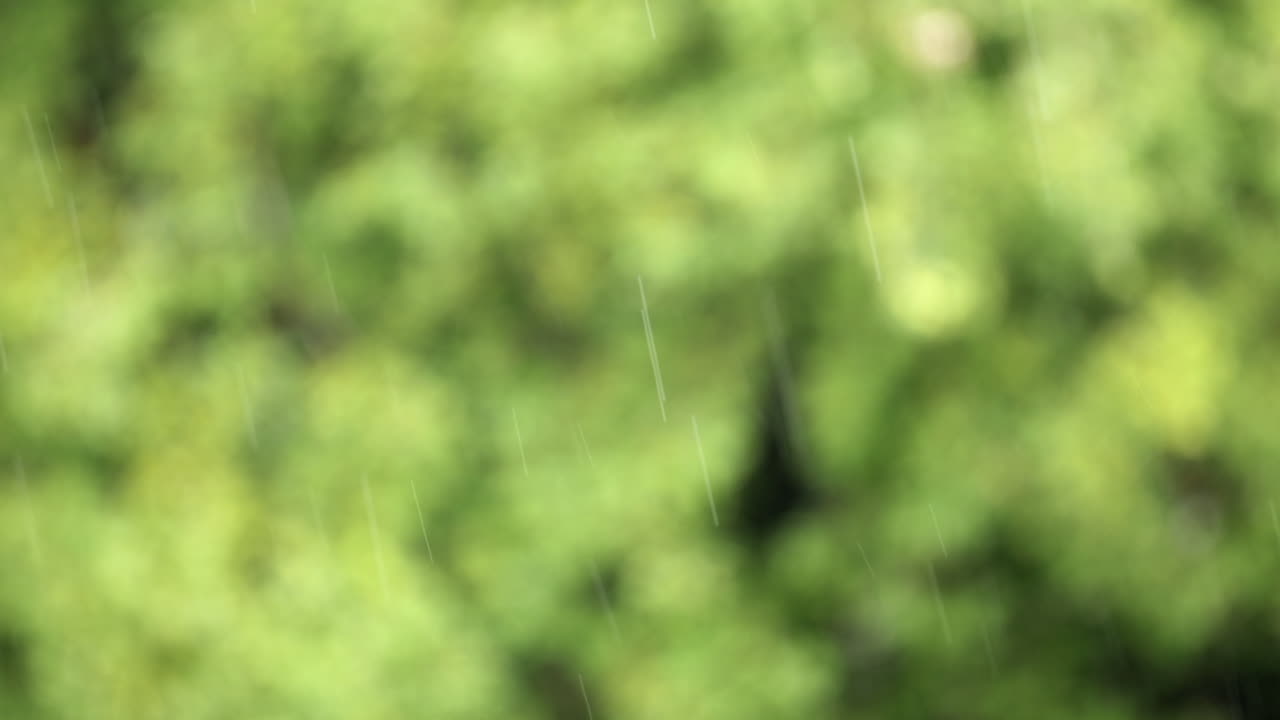 흐릿한 초록색 배경 앞에 천천히 비가 내리는 - 선택적 초점