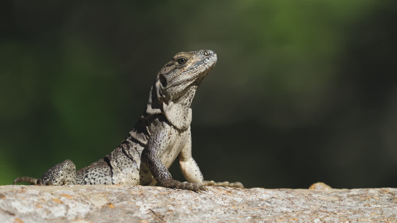 Iguana Sunbathing in Tree Close Up 6