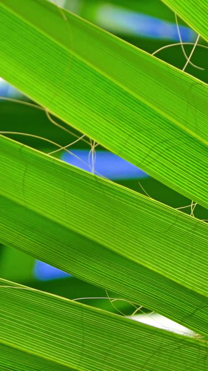 Close-up of Vibrant Green Palm Leaves Swaying Gently in the Breeze