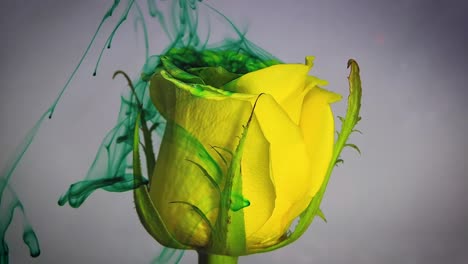 Ink-drop-into-yellow-rose-slow-motion