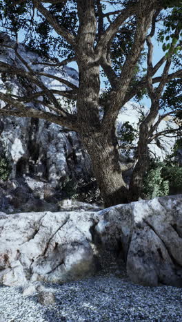 a large tree growing on a rocky cliff