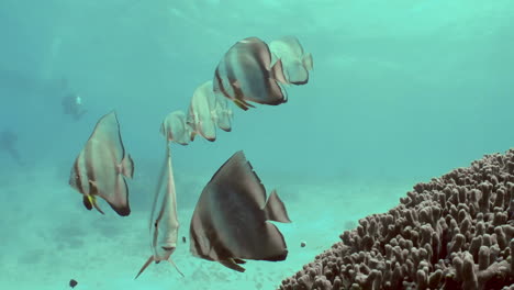 A-small-flock-of-Longfin-spadefish-slowly-floats-along-the-reef