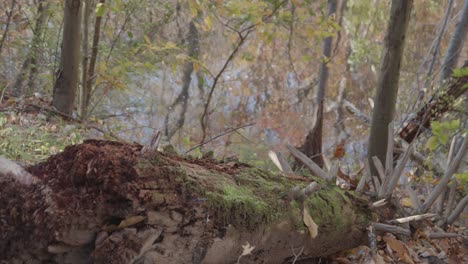 Musgo-En-Un-árbol-Caído-Cerca-Del-Arroyo-Wissahickon-Que-Fluye