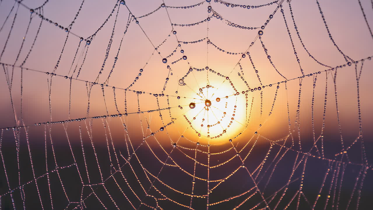 Elegant spider web with dew drops shimmering gently in soft light. Subtle movement evokes a spooky and mystical Halloween atmosphere. Cinematic and versatile background