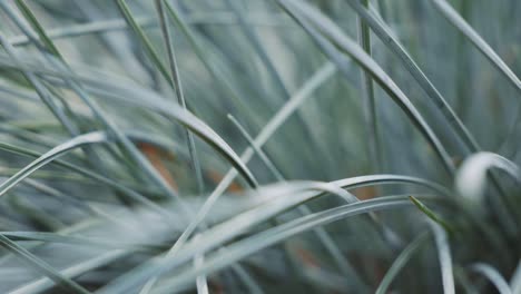 Close-up-of-blue-ornamental-grass,-Blue-Fescue-in-garden