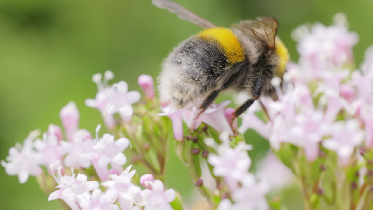 핑크색 꽃에 있는 벌