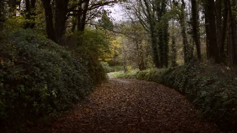 Un-Camino-Cubierto-Con-Una-Alfombra-De-Hojas-De-Otoño