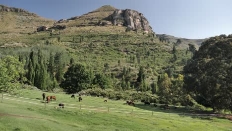 paddock de caballos en pastos verdes inclinados debajo del acantilado de las montañas rocosas