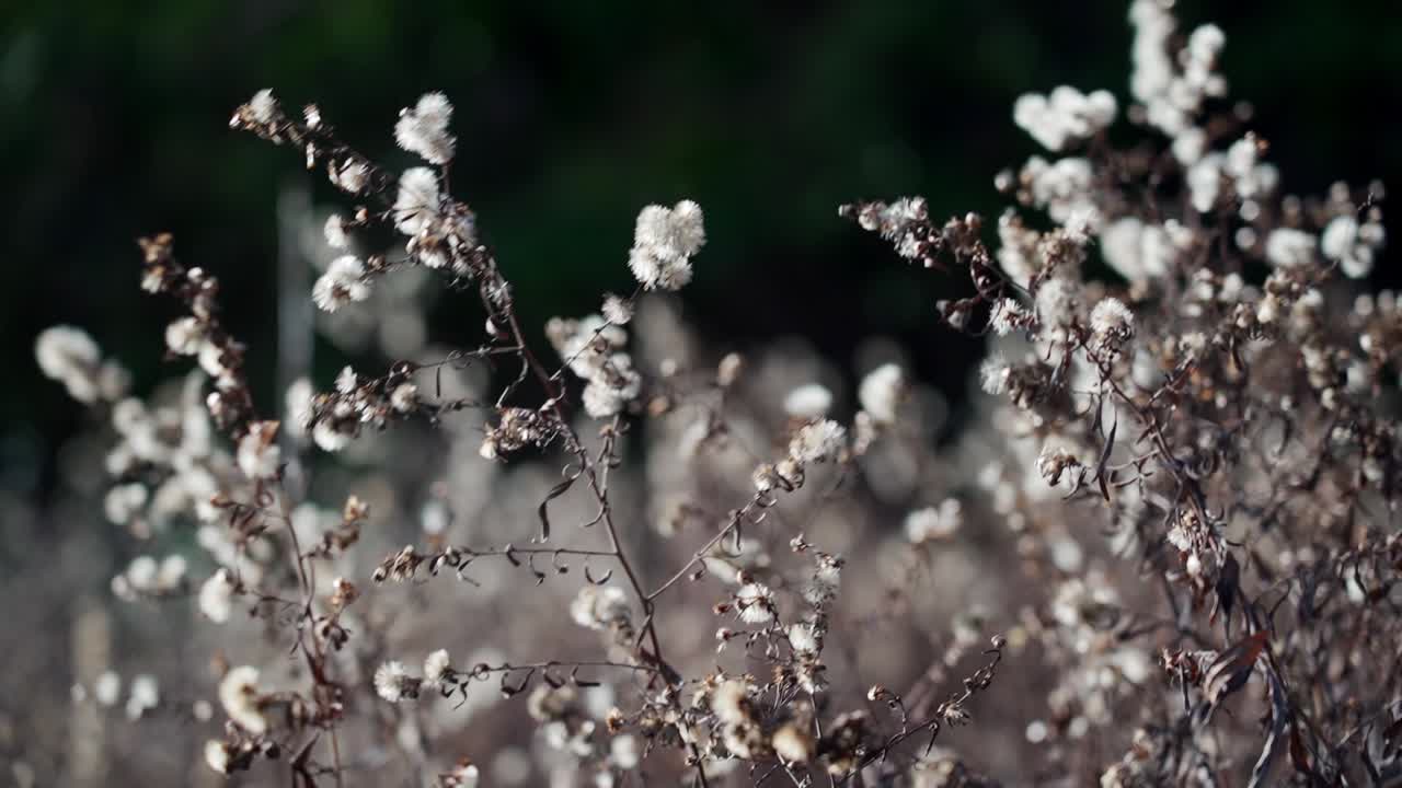 Close-up of white fluffy wildflowers with a blurred background