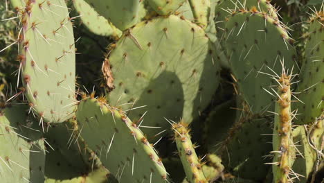 spiky cactus grows in the sandy soil in arizona