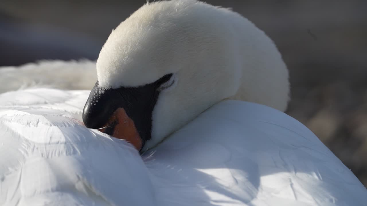 Close-up of swan resting peacefully at Walensee, Switzerland, calm nature and lakeside beauty