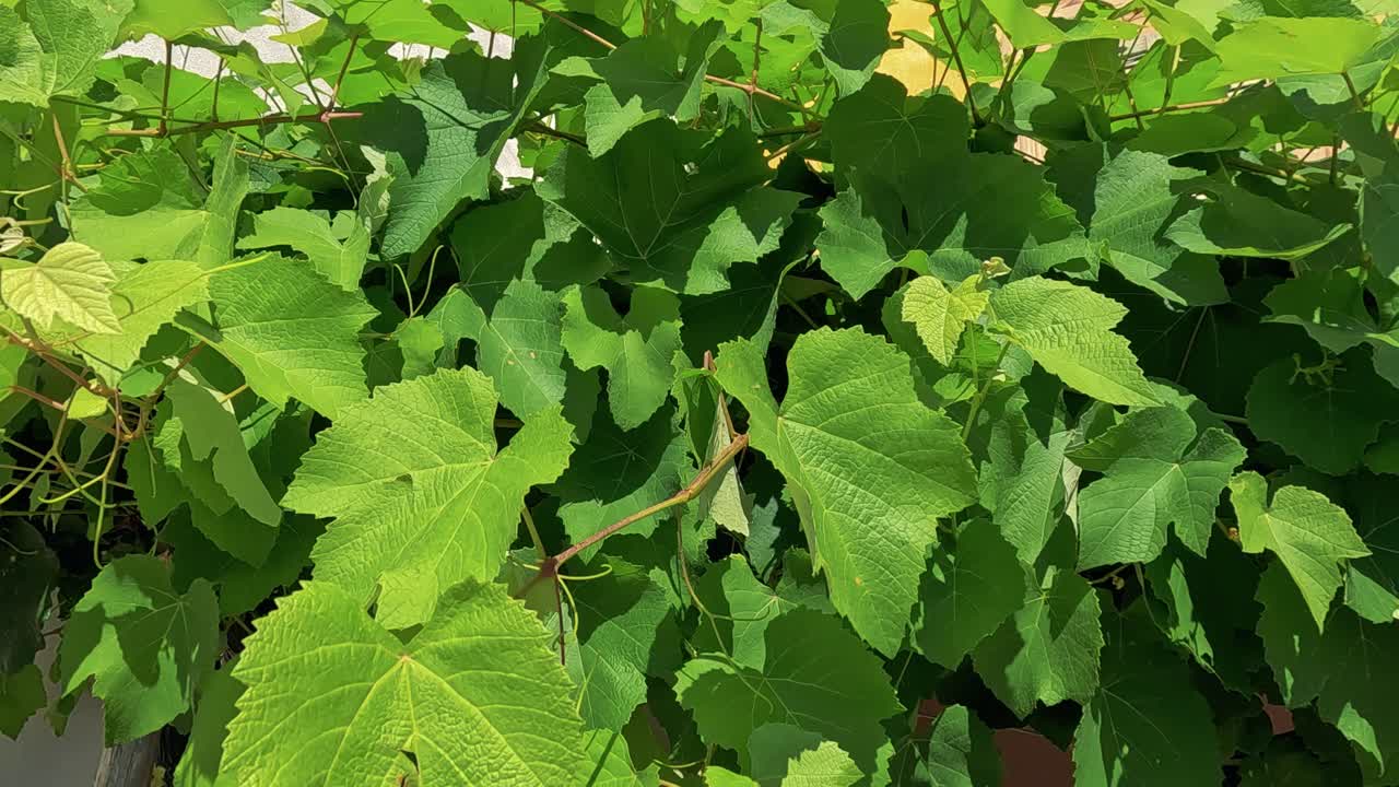 hojas verdes vibrantes en un entorno de viñedo soleado