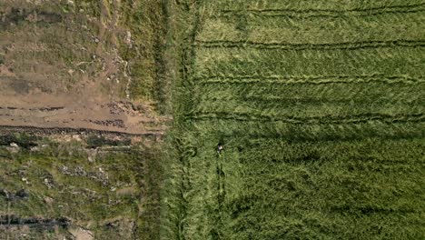 aerial view of a person in a green field next to tilled land
