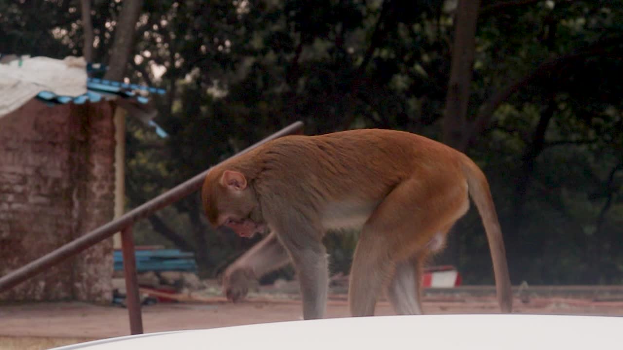 Monkey Sitting on a Car Roof