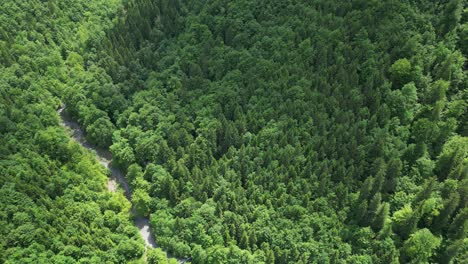 magnificent close-up view of wood of trees with shadows