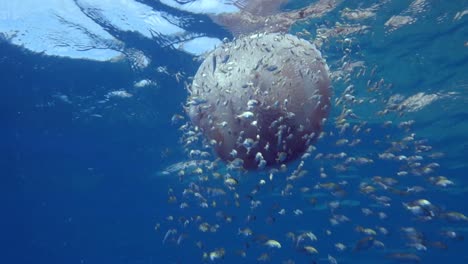 Junge-Rifffische-Suchen-Schutz-Um-Eine-Weiß-Gefleckte-Qualle,-Während-Ein-Gekritzelter-Feilenfisch-Im-Hintergrund-Jagt