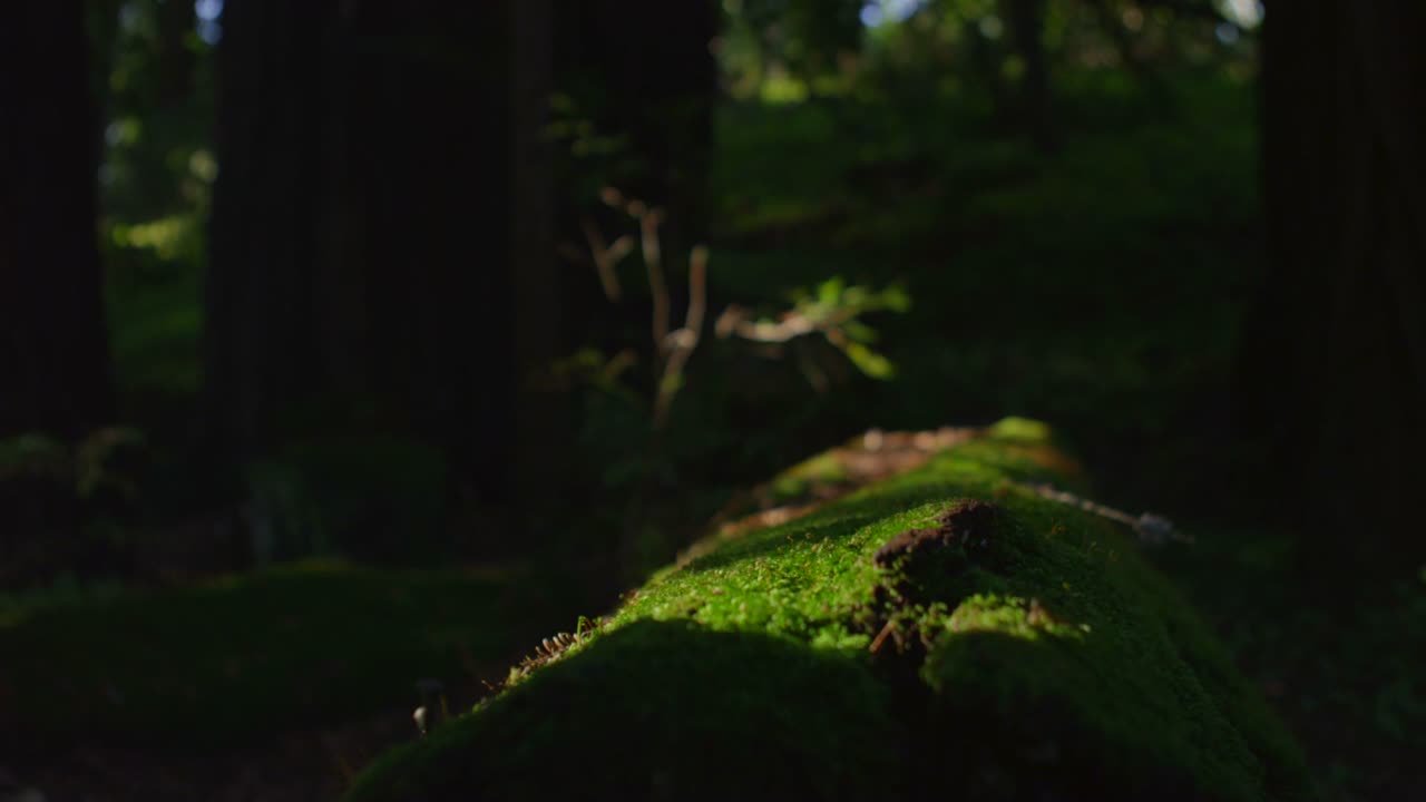 Closeup of feet as they climb over a moss covered log in a forest