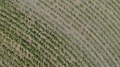 vista aérea de arriba hacia abajo del campo de maíz