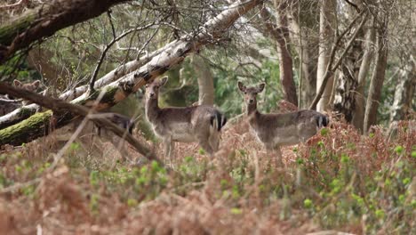 Hirsch-Im-Neuen-Wald-Clip-2