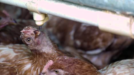 chickens in farm trying to drink water