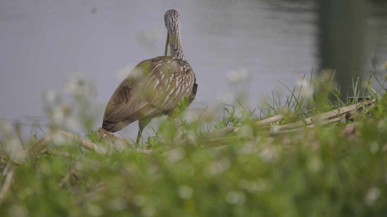 pájaro limpkin vadeando a lo largo de la costa