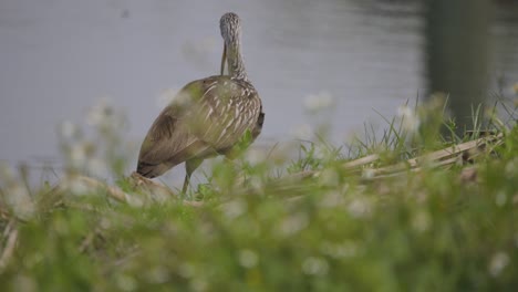 Limpkin-bird-wading-along-shoreline