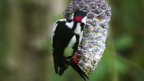 Young-male-spotted-woodpecker-on-a-pine-cone,-feeding