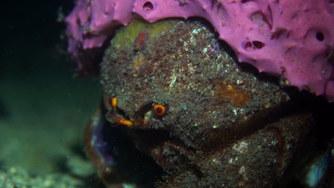 cangrejo esponja del sur austrodromidia australis edithburgh sur de australia 4k 25fps
