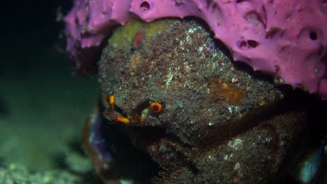 southern sponge crab austrodromidia australis edithburgh south australia 4k 25fps