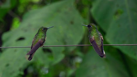 two iridescent hummingbirds sit on a wire in a forest in ecuador, south america before one flies away