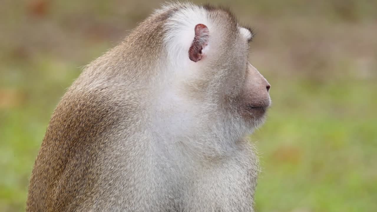 A macaque monkey sits attentively, gazing to the side in a grassy environment.