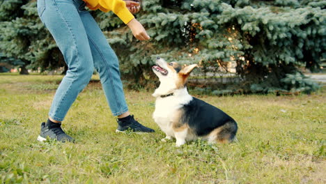 woman training a corgi in a park