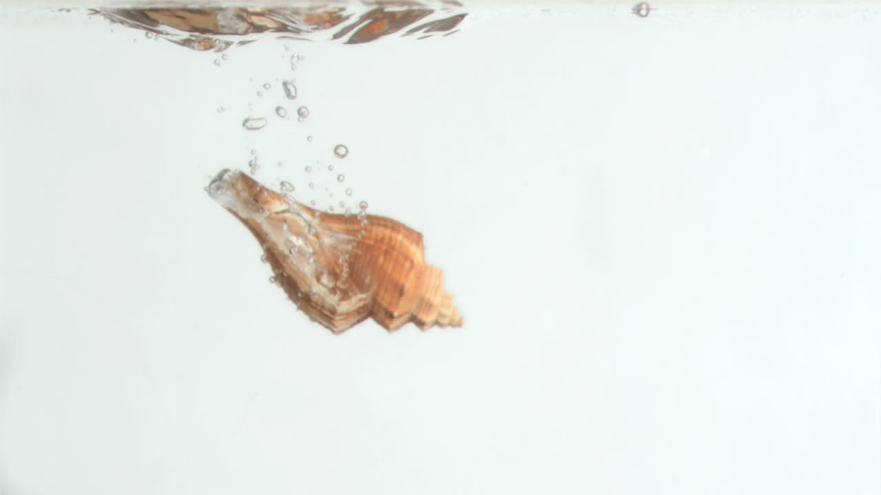 Conch shell in a super slow motion turning in the water 