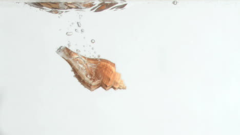 concha de concha en un movimiento súper lento girando en el agua