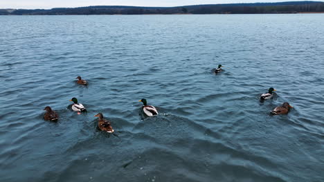 beautiful wild birds on the grey river. mallard ducks floating away from drone. dark bank of river at backdrop.