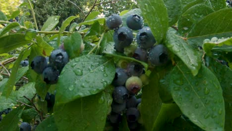 Wasser,-Das-Von-Einer-Ansammlung-Von-Bio-Heidelbeeren-Auf-Einem-Kleinen-Busch-Abtropft