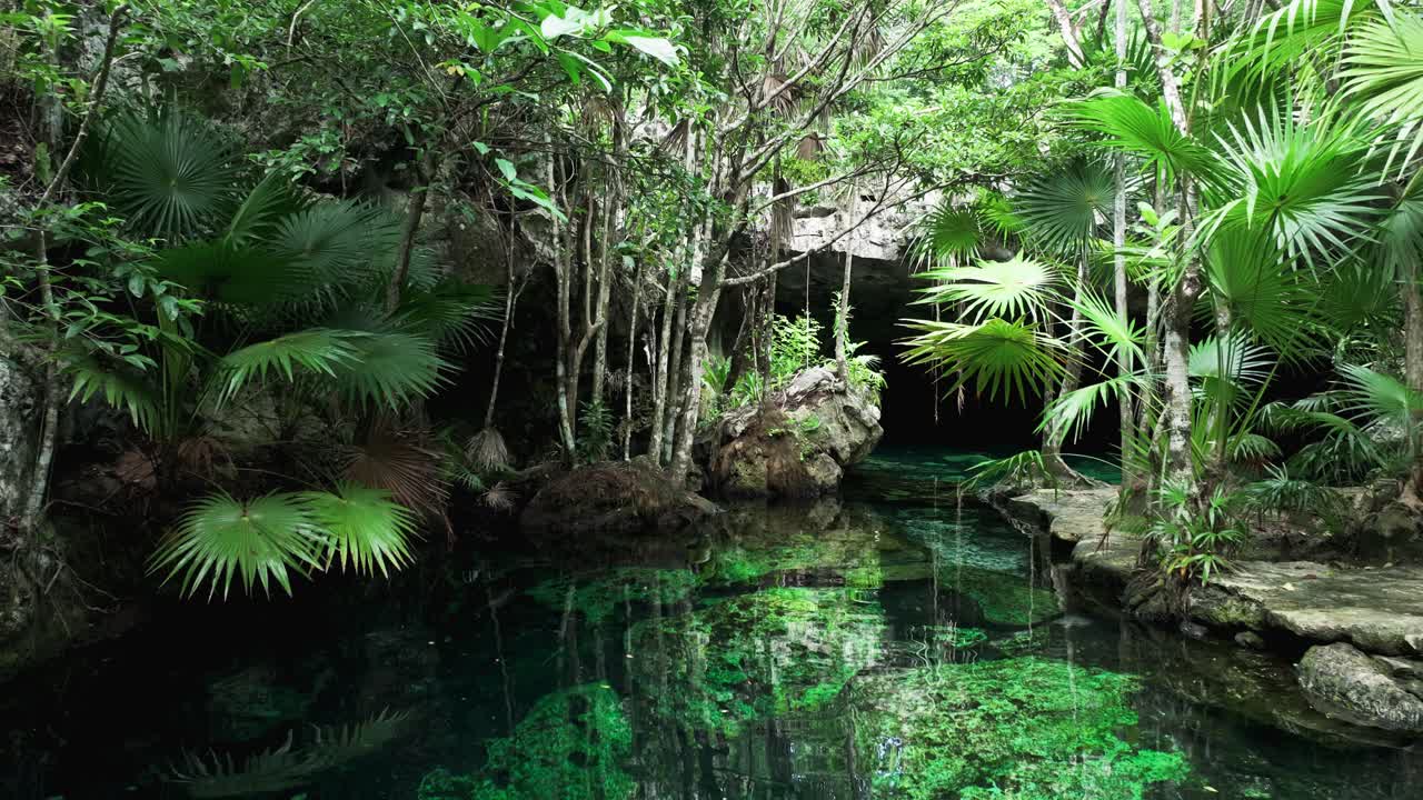 oasis tropical paraíso o cenote de américa central, impresionante agua clara y raíces aéreas llegan hasta las rocas