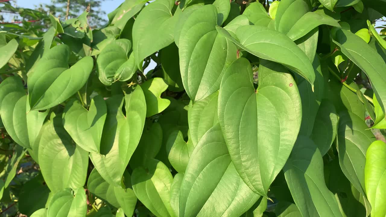 hoja de betel verde en el árbol por la mañana