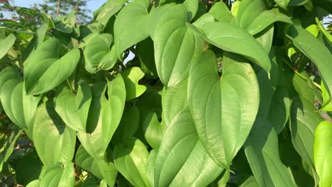 green betel leaf on the tree in the morning