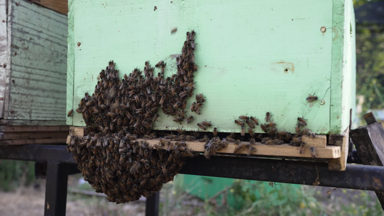 칠레의 푸에에 있는 초록색 벌집 밖에서 벌들이 낮에 자연스러운 환경에서 모인다.