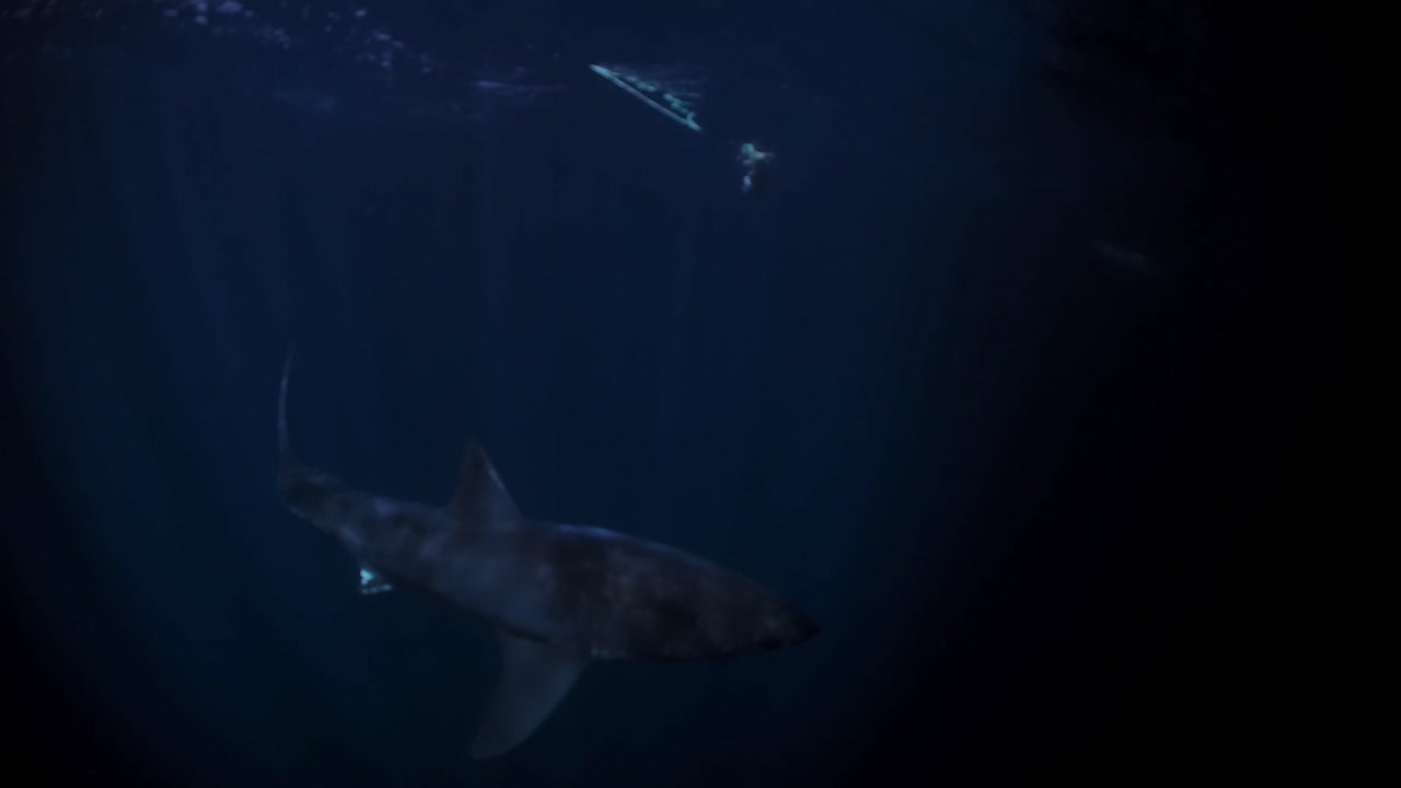 밤 해왕성 섬 사우스 오스트레일리아 4k 75fps의 백상아리