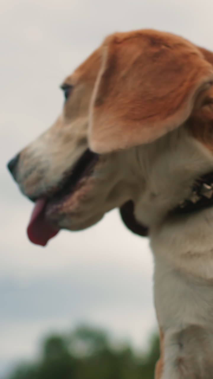 primo piano di un beagle con muso color sabbia all'aperto, lingua ansimante gioiosa e occhi curiosi, collare borchiato e pelliccia текстурный, vista del parco da angolazione bassa con cielo nuvoloso, atmosfera energica ed esplorativa